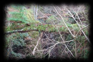 A tree across the Black Jaws